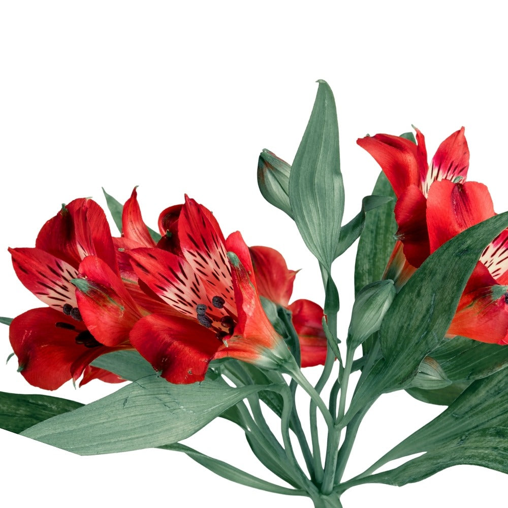Alstroemeria