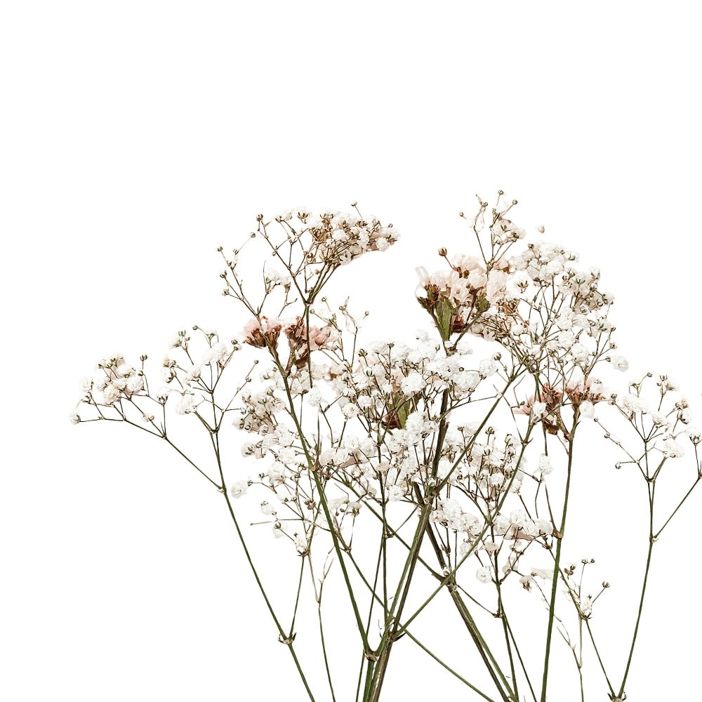 Baby's Breath