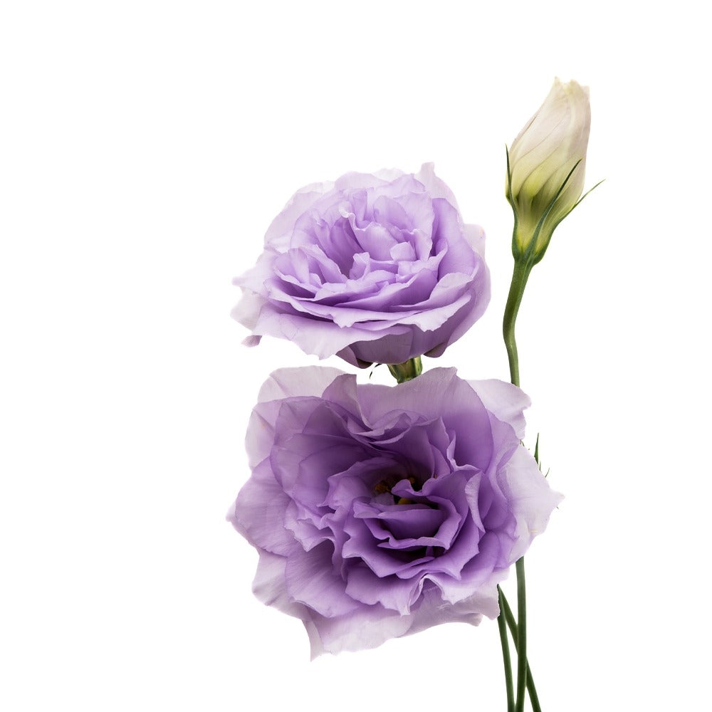 Eustoma