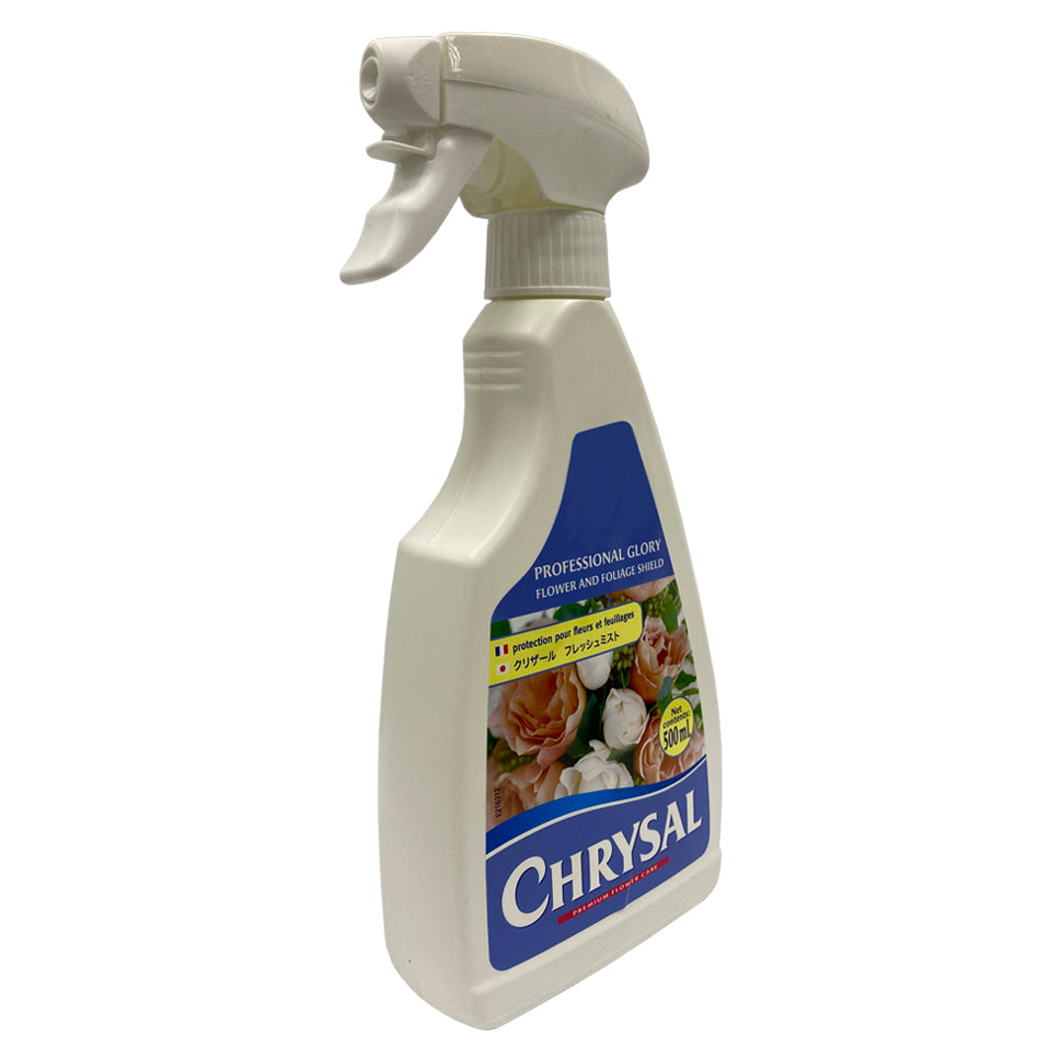 Chrysal Glory - Holland