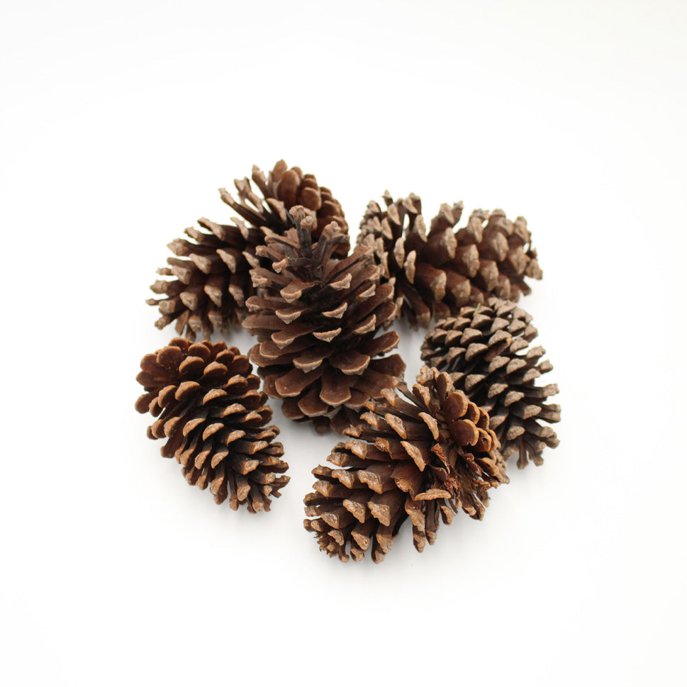 Pine Cone (Big) - China