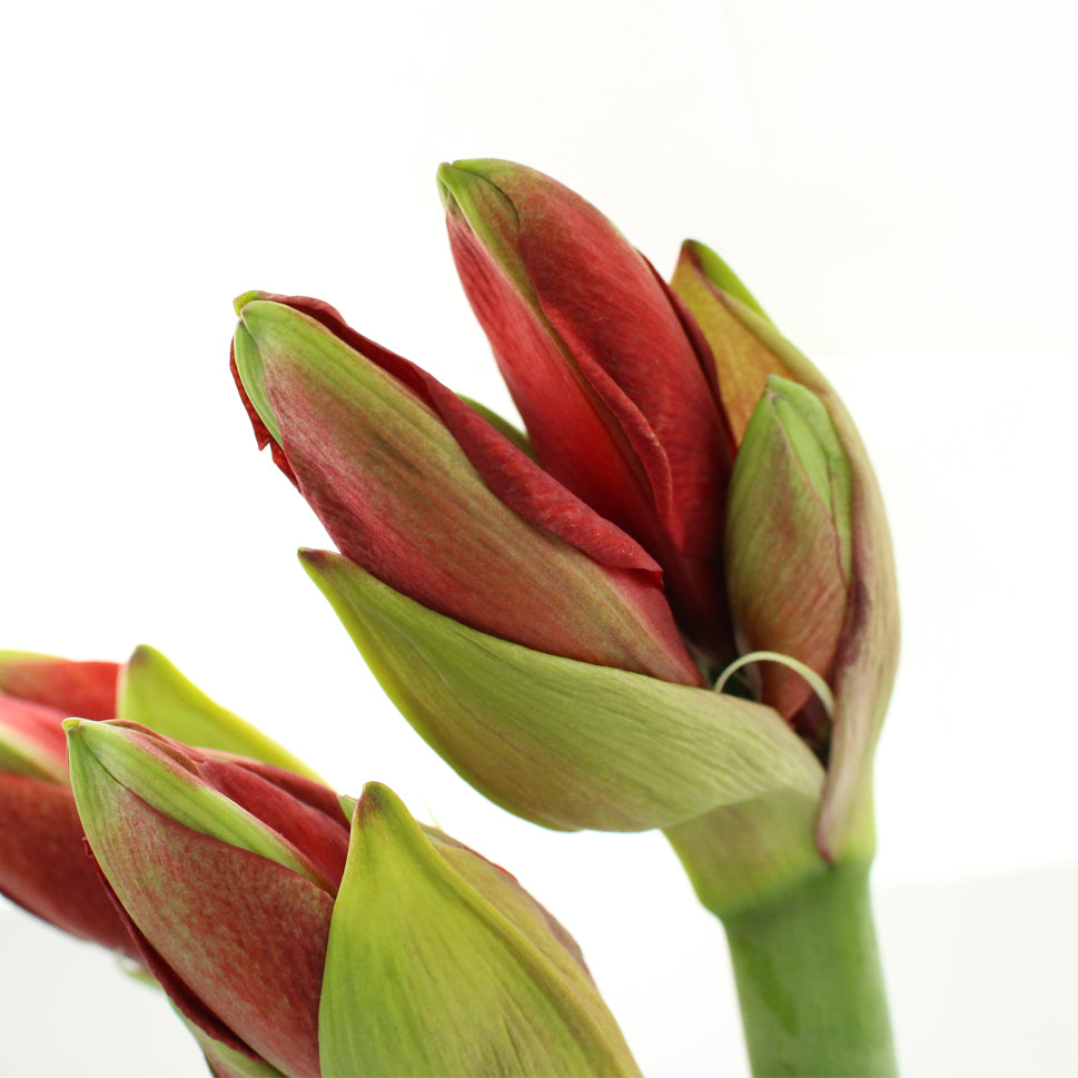 Amaryllis Red - Holland