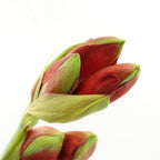 Amaryllis Red - Holland
