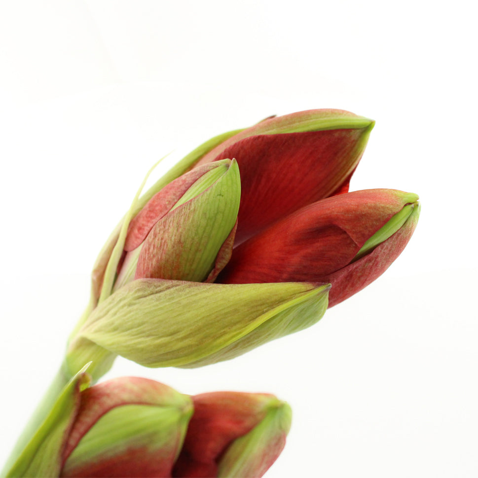 Amaryllis Red - Holland