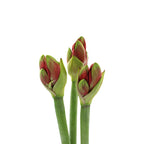 Amaryllis Red - Holland