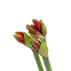 Amaryllis Red - Holland