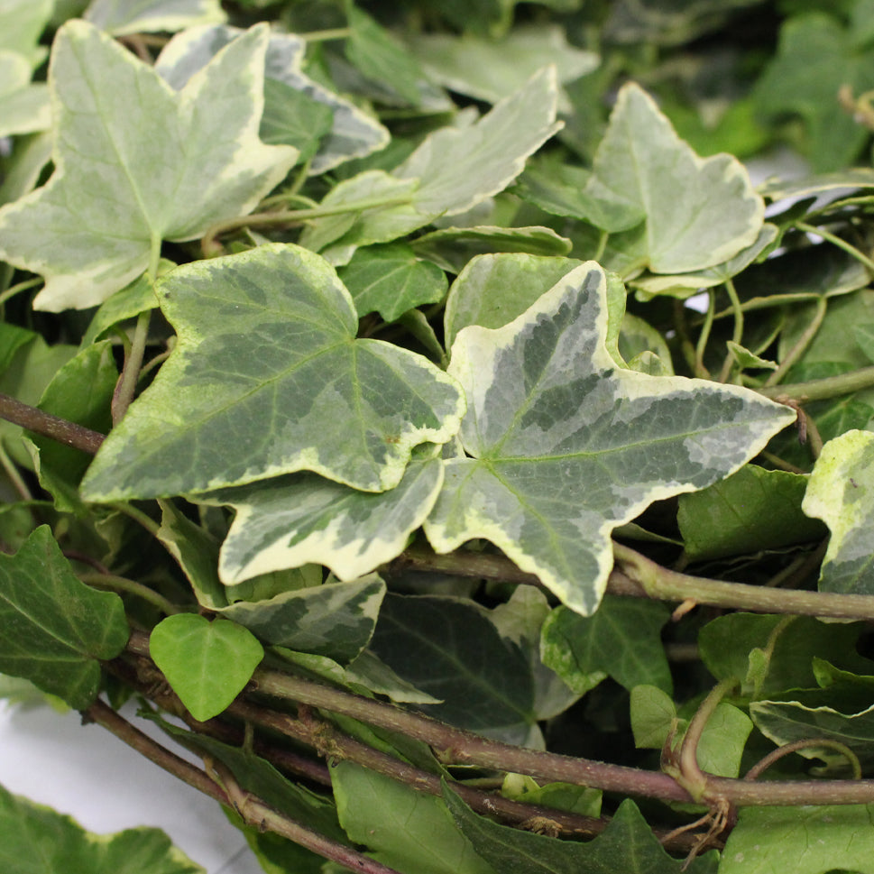 Ivy Leaf - Malaysia
