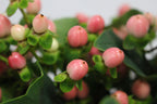 Hypericum - China