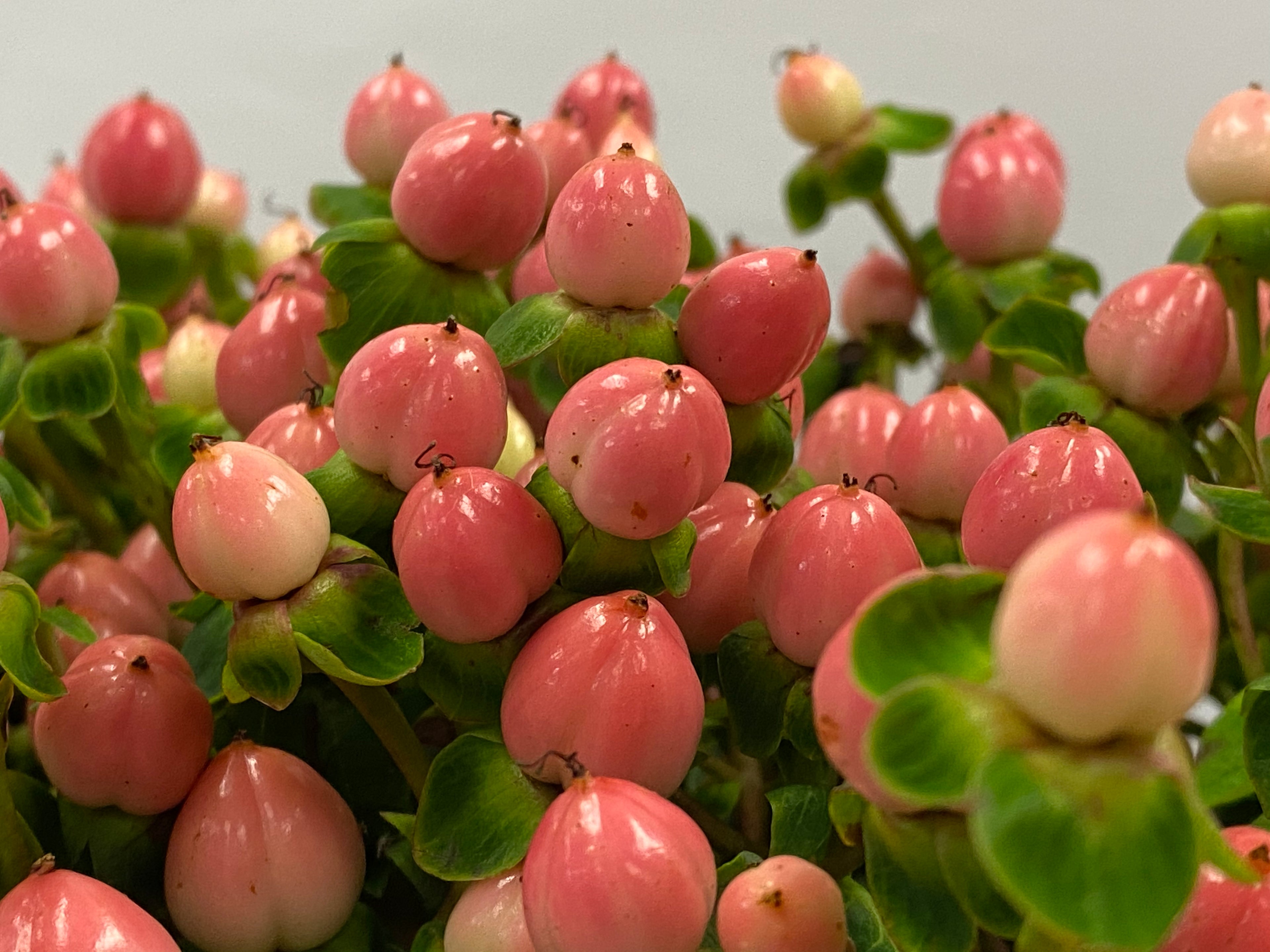 Hypericum - China