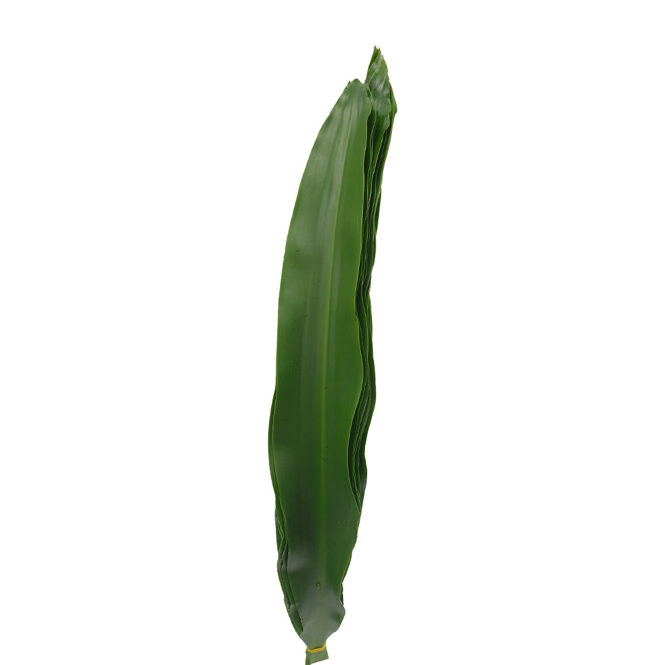Dracaena Fragrans - Malaysia