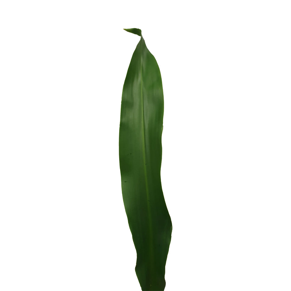 Dracaena Fragrans - Malaysia