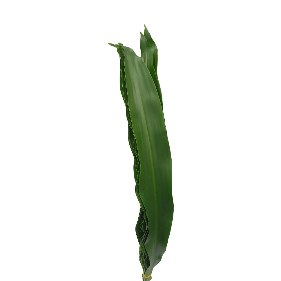 Dracaena Fragrans - Malaysia