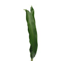 Dracaena Fragrans - Malaysia