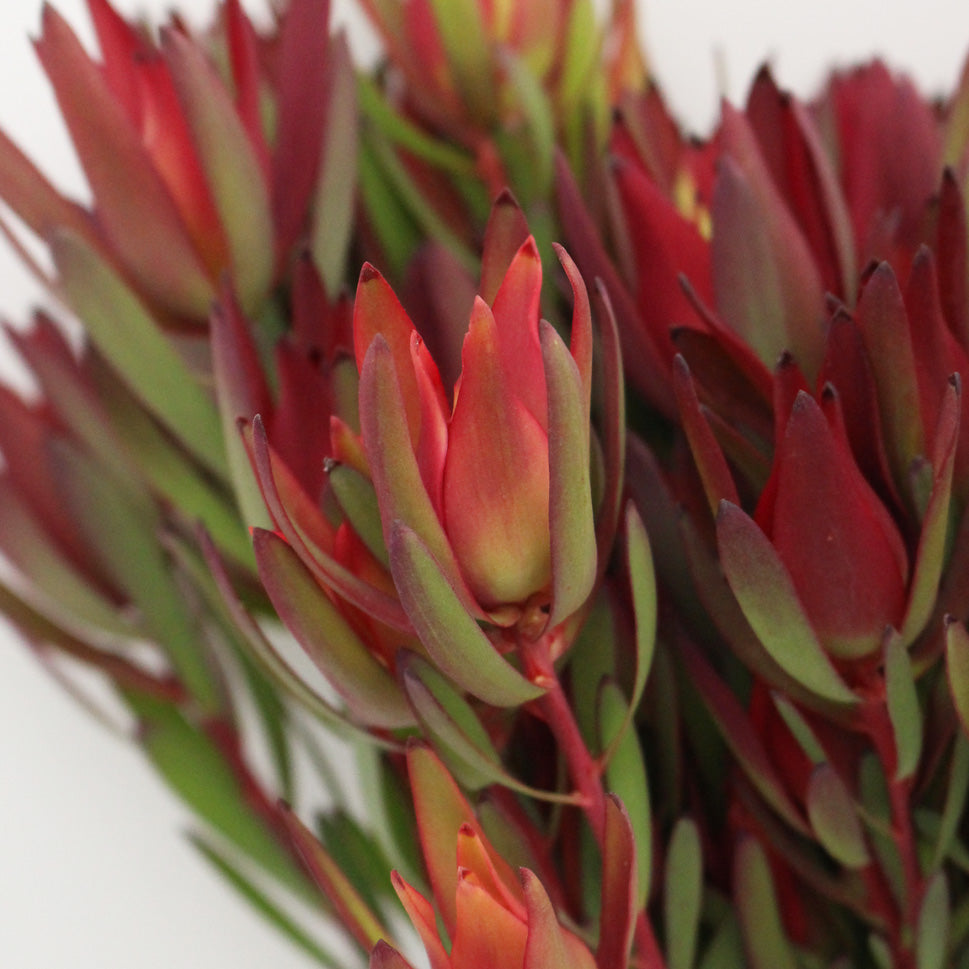 Leucadendron - South Africa