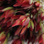 Leucadendron - South Africa
