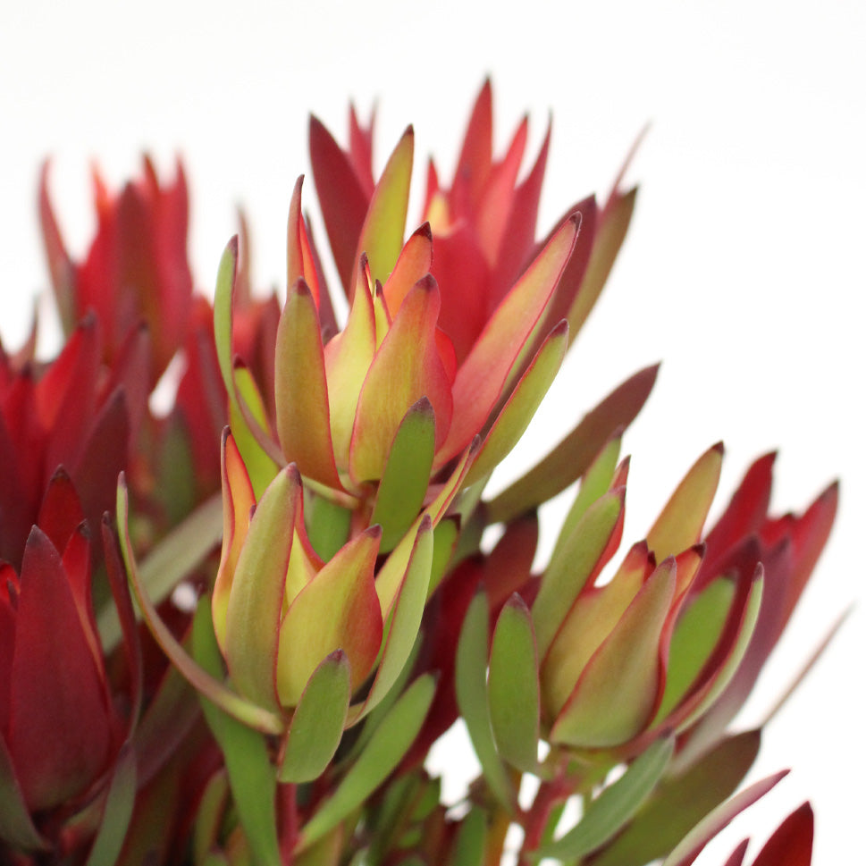 Leucadendron - South Africa