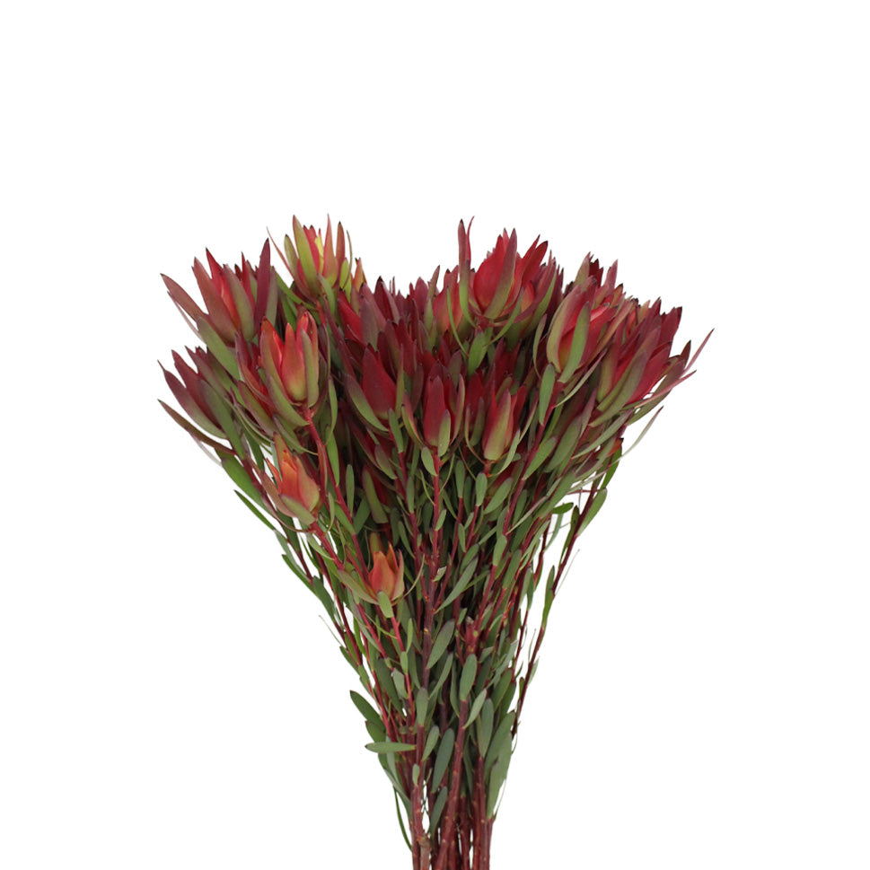 Leucadendron - South Africa