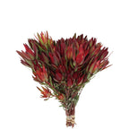 Leucadendron - South Africa