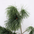 Pinus Morrisonicole Wu Ye Song - Taiwan