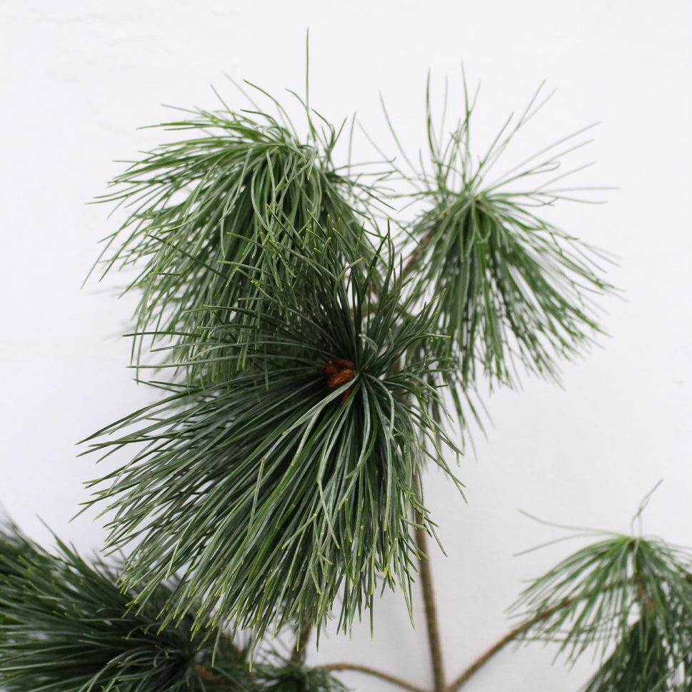 Pinus Morrisonicole Wu Ye Song - Taiwan