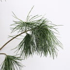 Pinus Morrisonicole Wu Ye Song - Taiwan