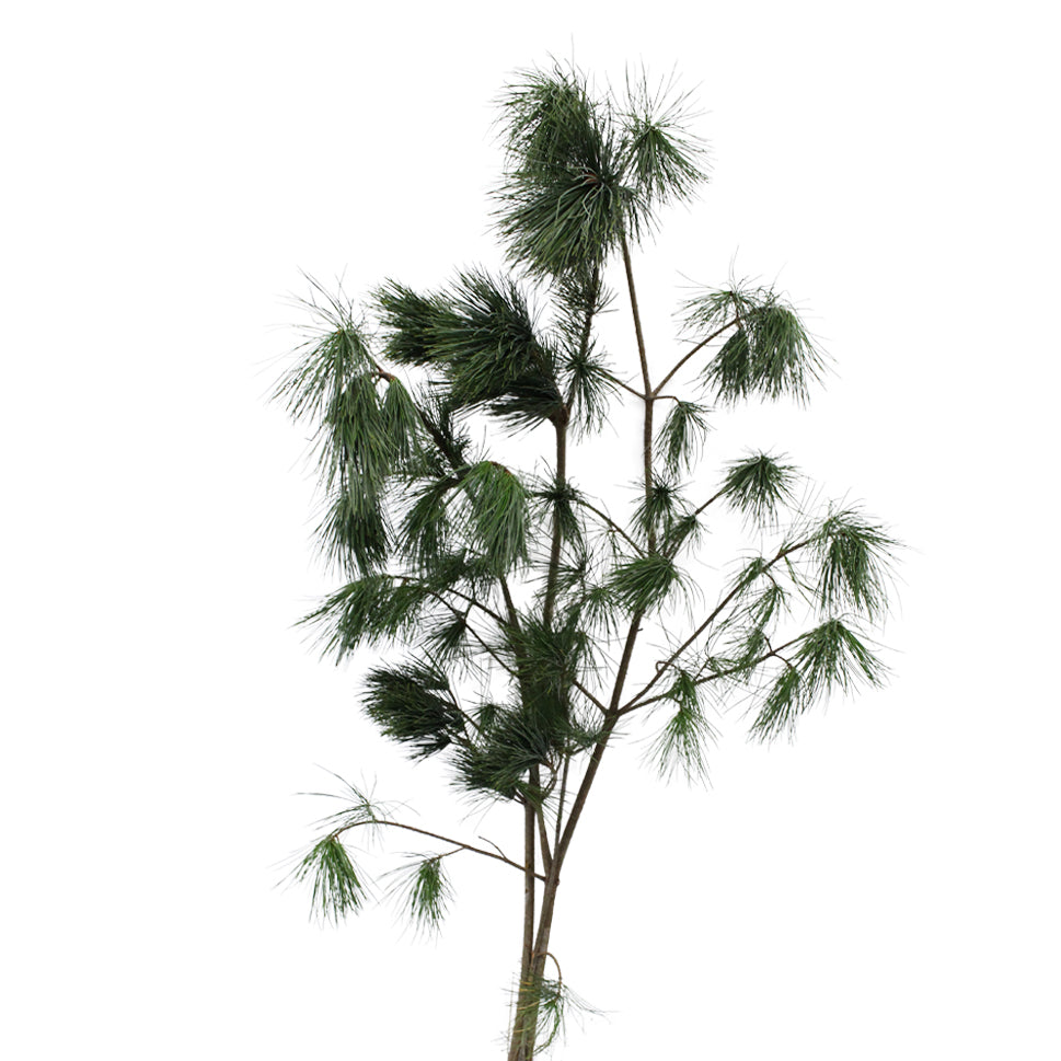Pinus Morrisonicole Wu Ye Song - Taiwan