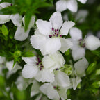 Sweet William White - Taiwan