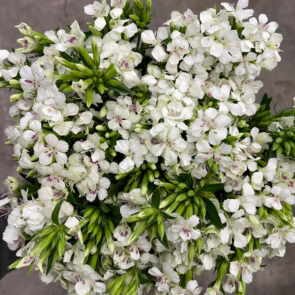 Sweet William White - Taiwan