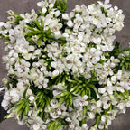 Sweet William White - Taiwan