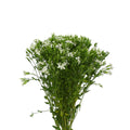 Sweet William White - Taiwan