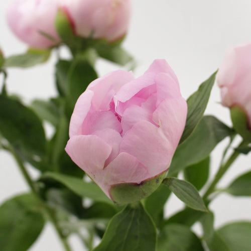 Peony - Italy