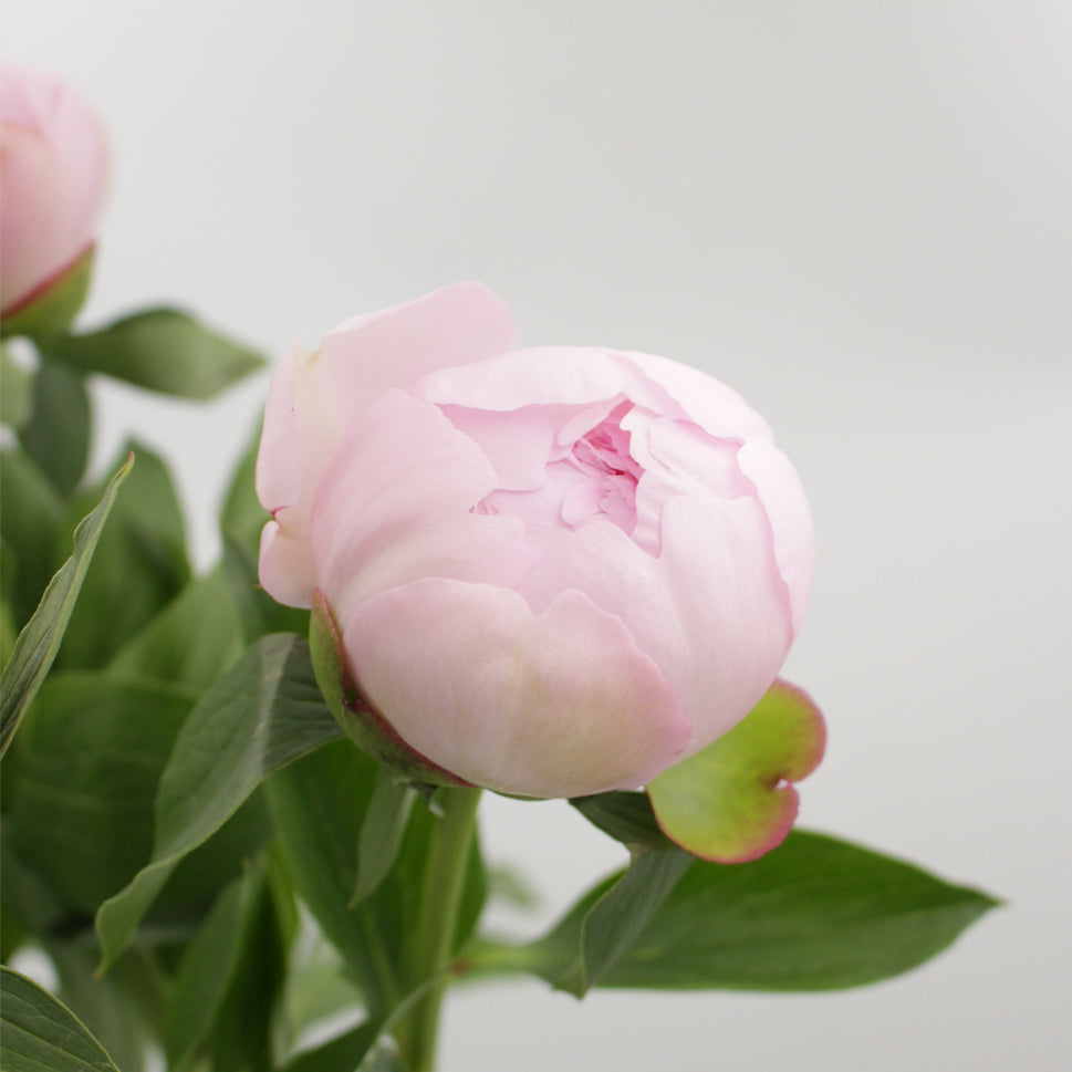 Peony - Italy