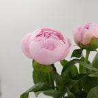 Peony - Italy