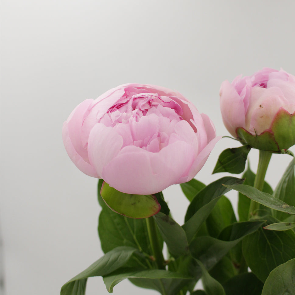 Peony - Italy