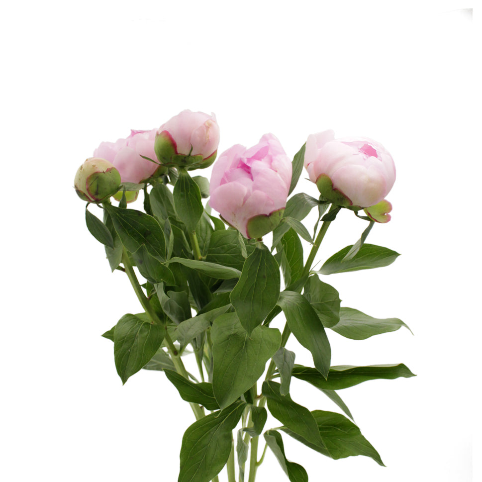 Peony - Italy