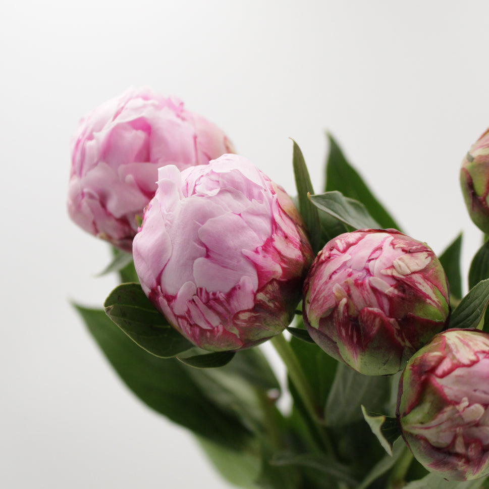 Peony - Italy