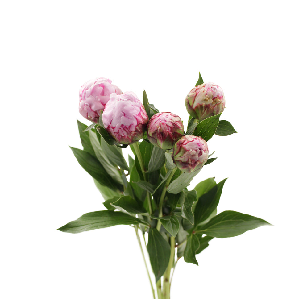 Peony - Italy