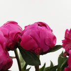 Peony - Italy