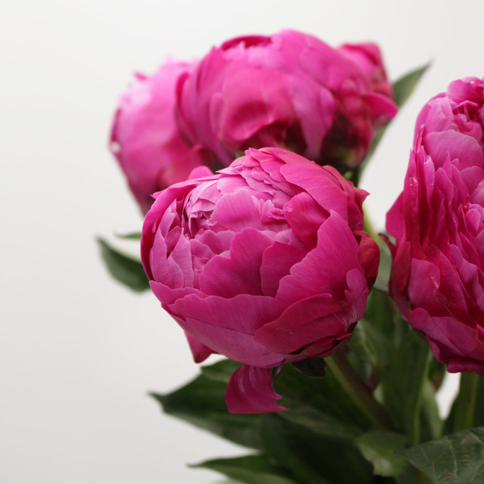 Peony - Italy
