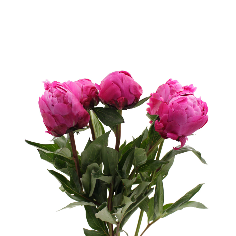 Peony - Italy