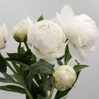 Peony - Italy