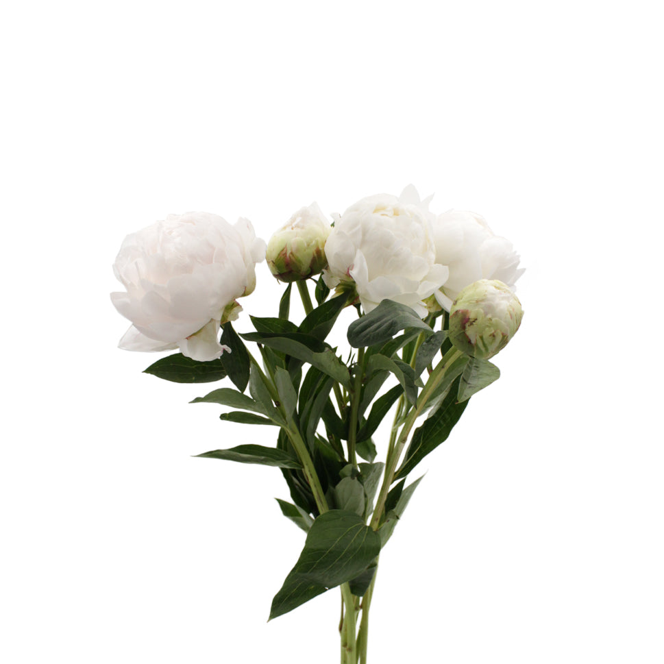 Peony - Italy