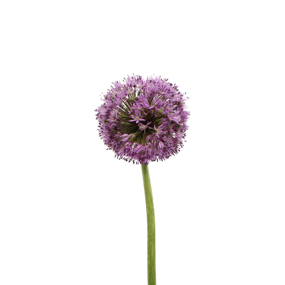 Allium Gladiator Purple - Holland