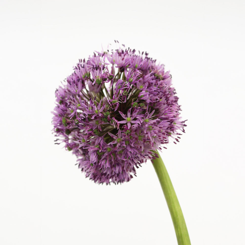 Allium Gladiator Purple - Holland