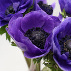 Anemones - Italy