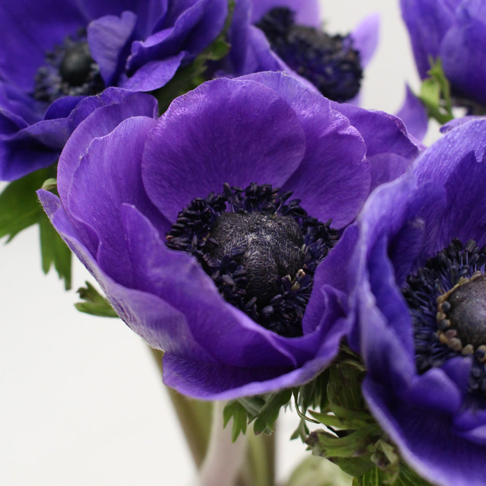 Anemones - Italy