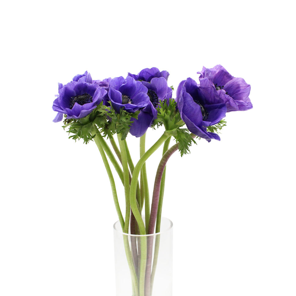 Anemones - Italy