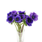Anemones - Italy