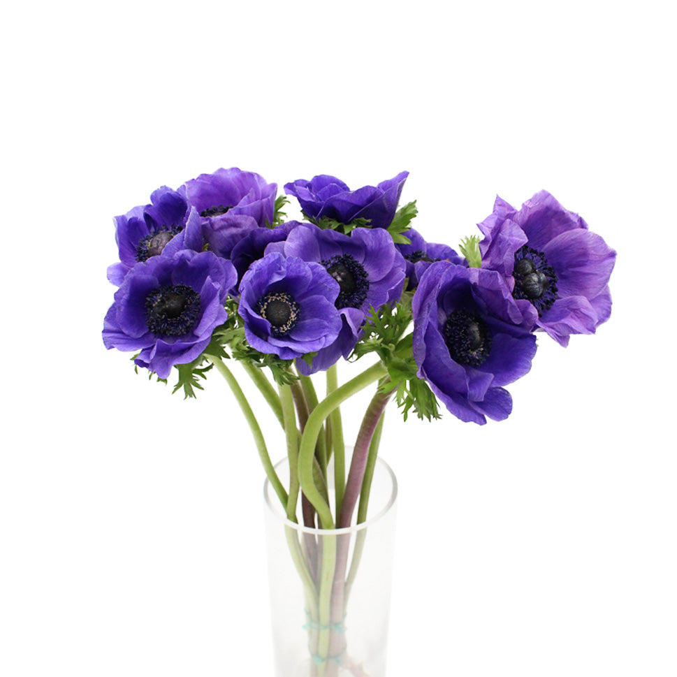 Anemones - Italy