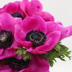 Anemones - Italy